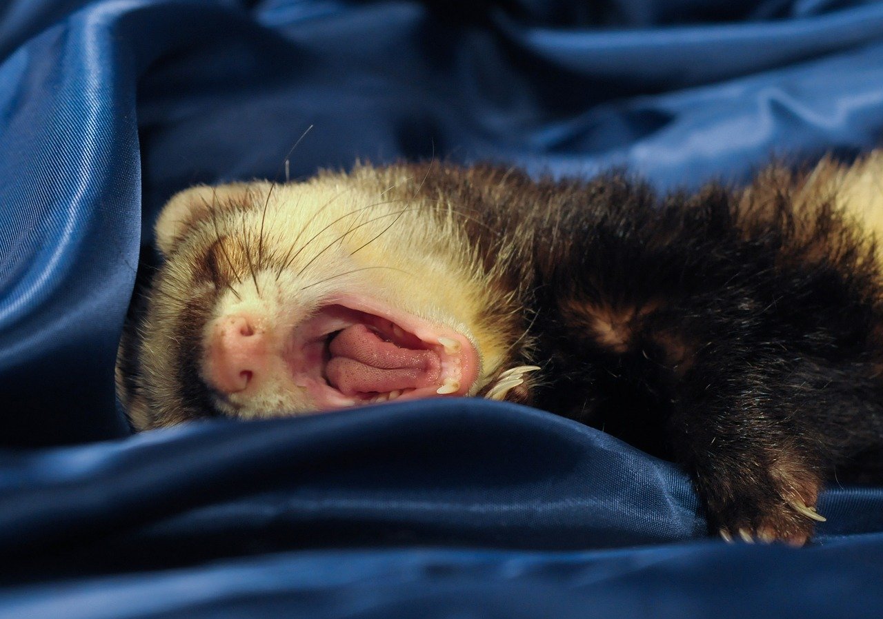 ferret, yawn, language